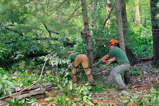  Cheney, WA Tree Services Pros